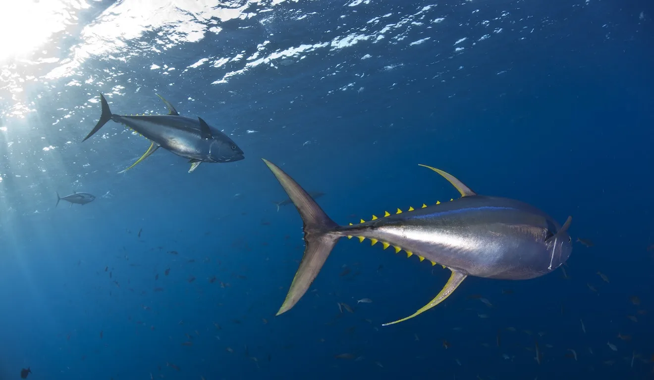 Oceanos com David Attenborough Oceanos com David Attenborough